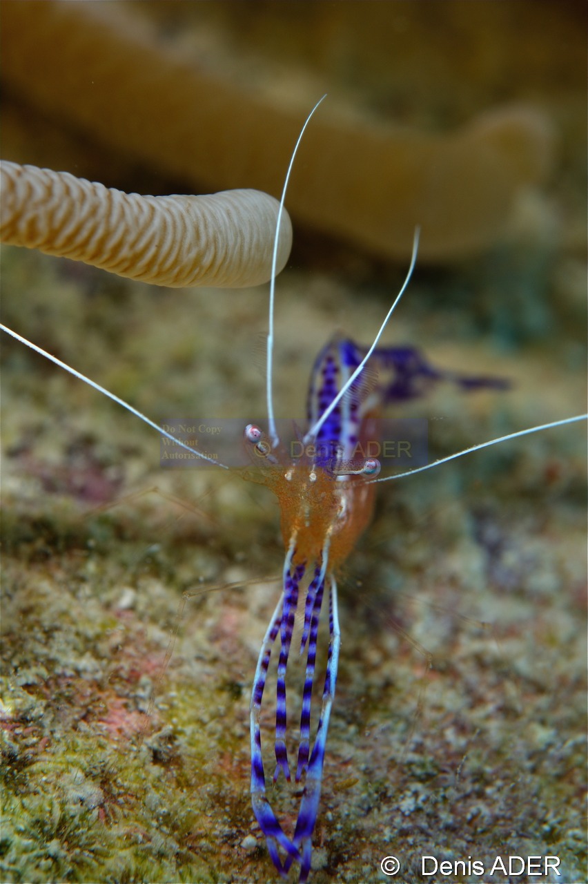 Periclimenes Ancylomenes-pedersoni crevette nettoyeuse de Perderson-Bonaire Buddy reef-33m-20180221-Denis-ADER-DSC_7389_tn.jpg